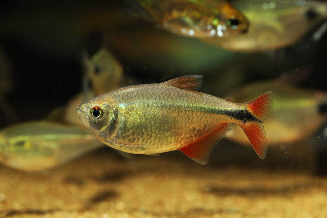 Buenos Aires Tetra
