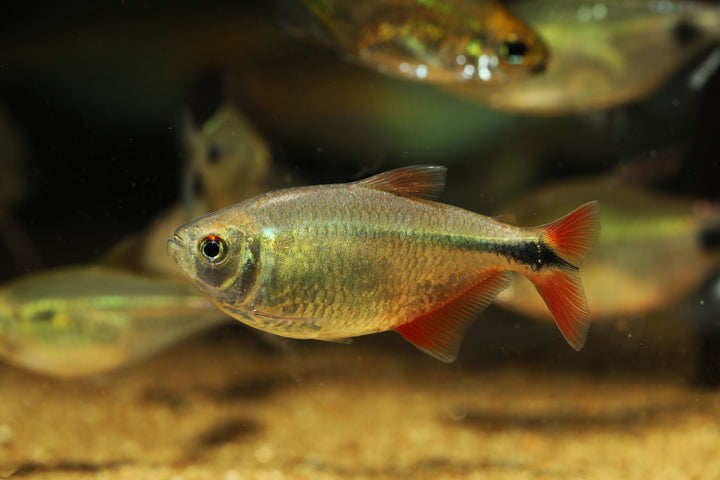 Buenos Aires Tetra