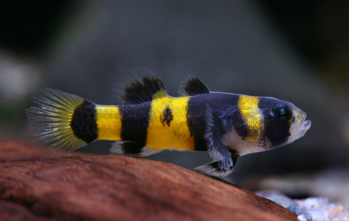 Bumble Bee Goby