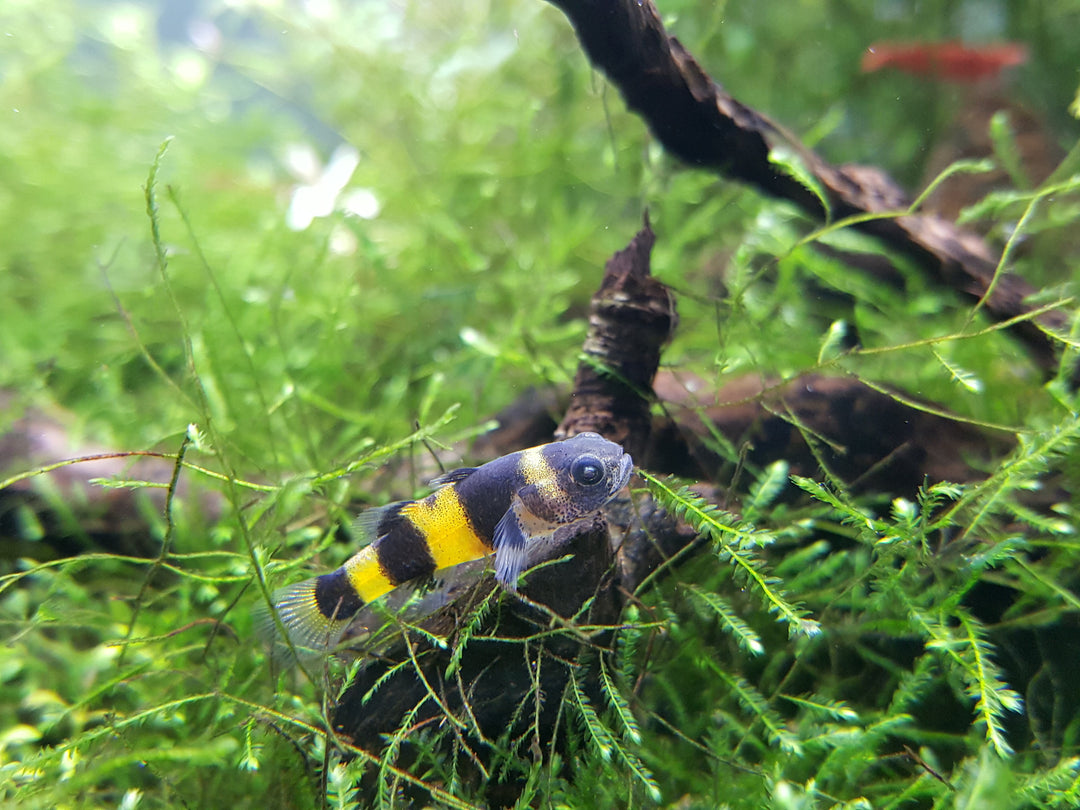 Bumble Bee Goby