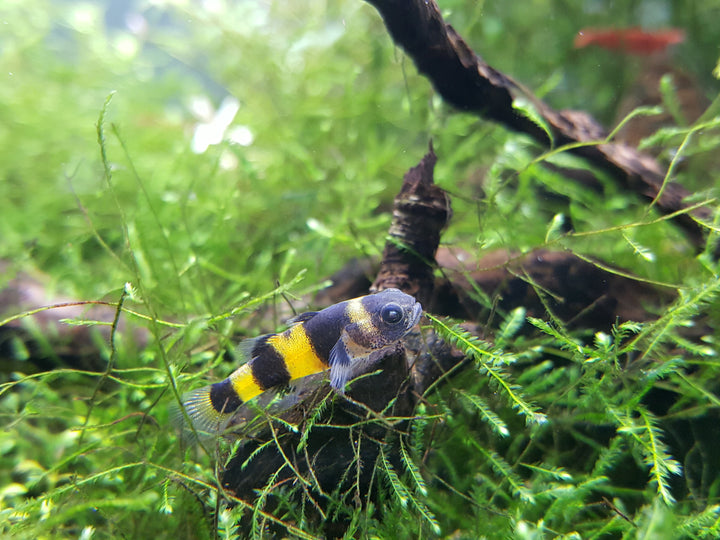 Bumble Bee Goby