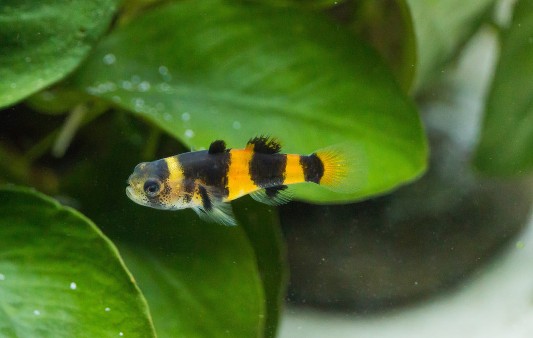 Bumble Bee Goby