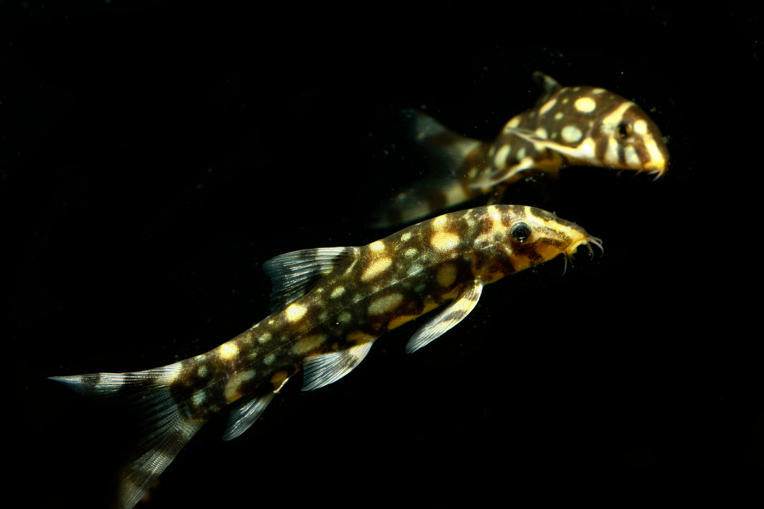 Burma Border Loach