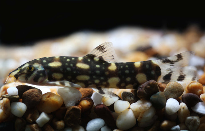Burma Border Loach