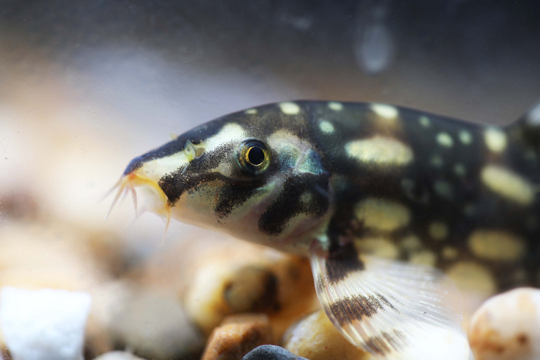 Burma Border Loach