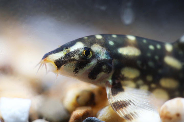 Burma Border Loach