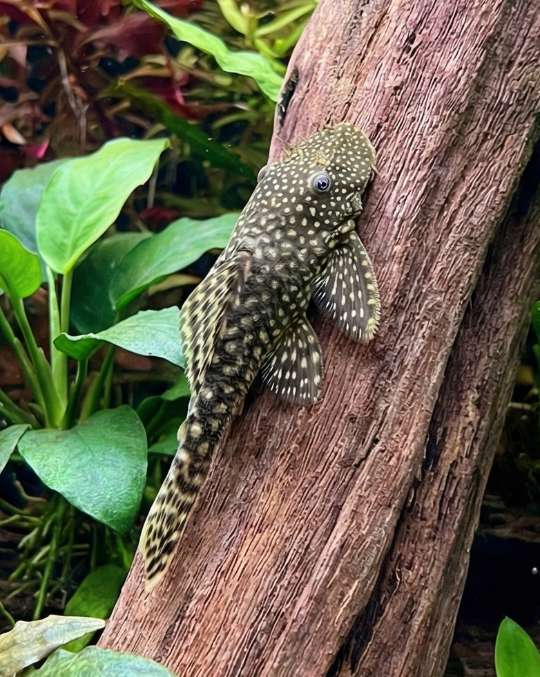 Bushynose Pleco