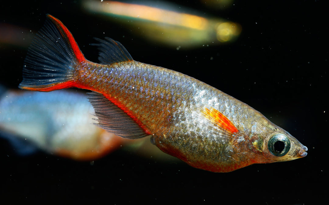 Cardinal Lampeye Rice Fish