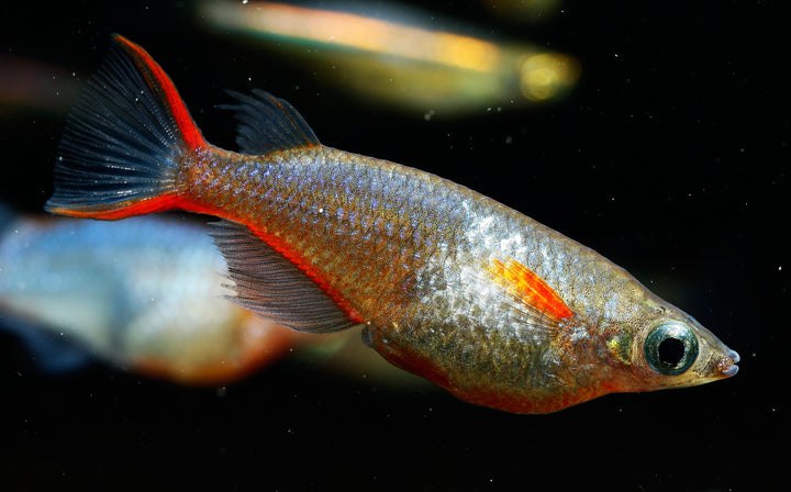 Cardinal Lampeye Rice Fish