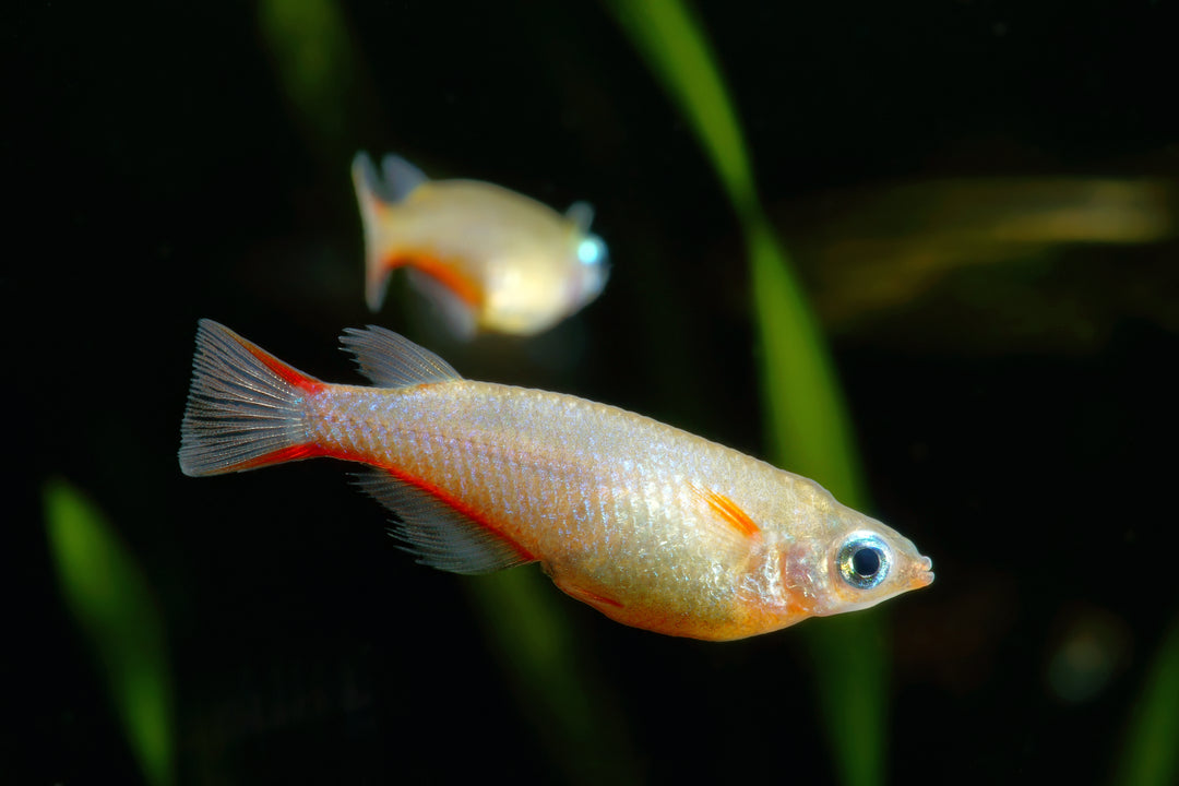 Cardinal Lampeye Rice Fish