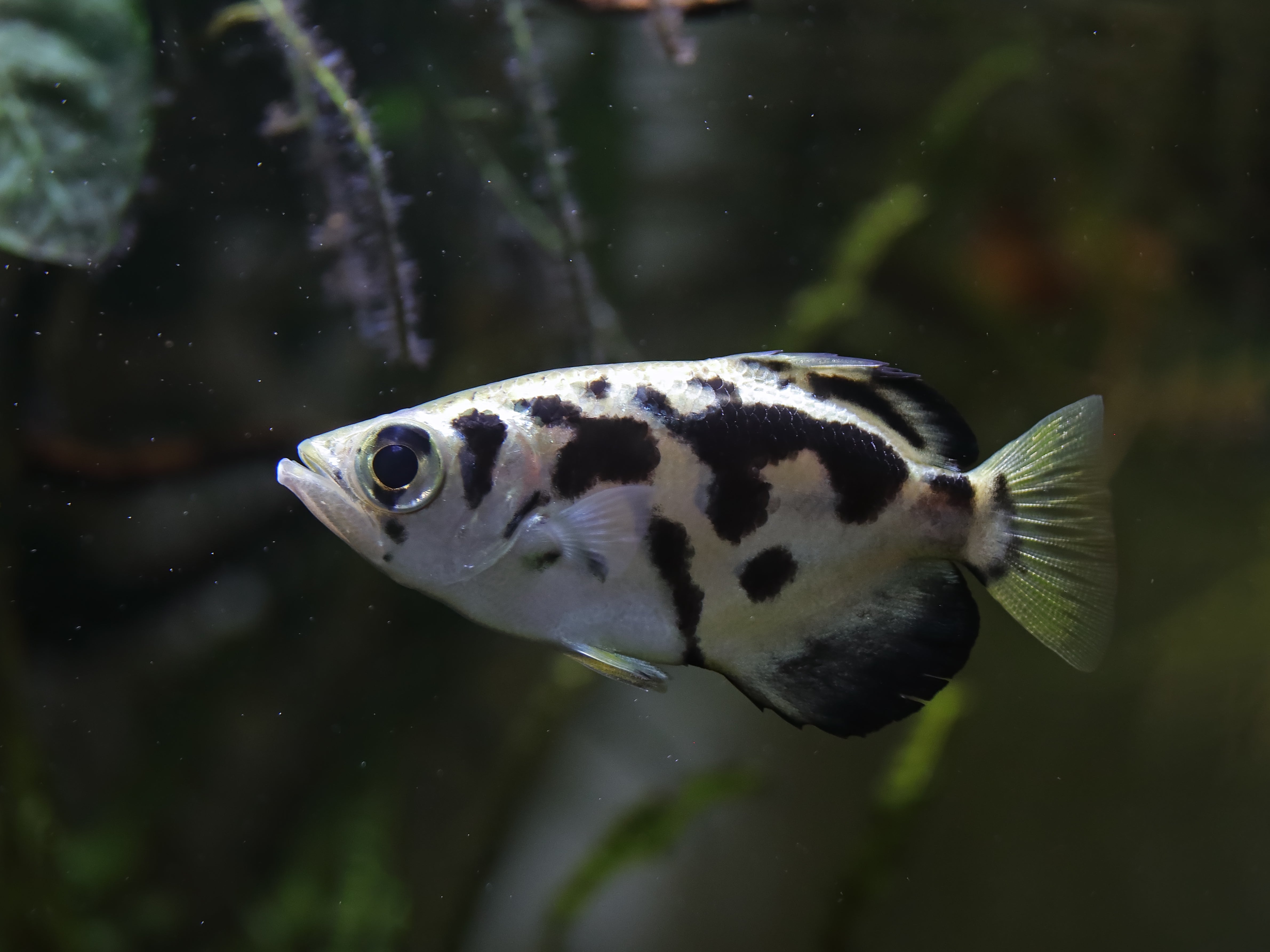 Clouded Archer Fish for Sale | Cuboid Aquatics LLC
