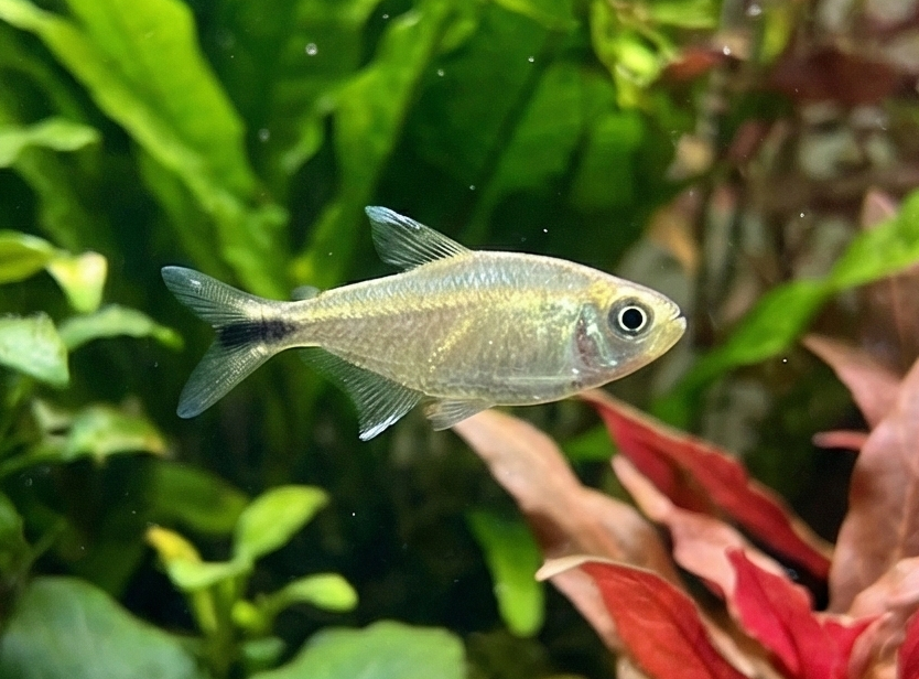 Colombian Gold Tetra