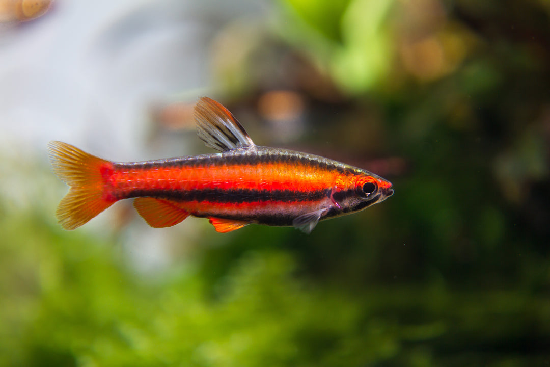 Coral Red Pencilfish