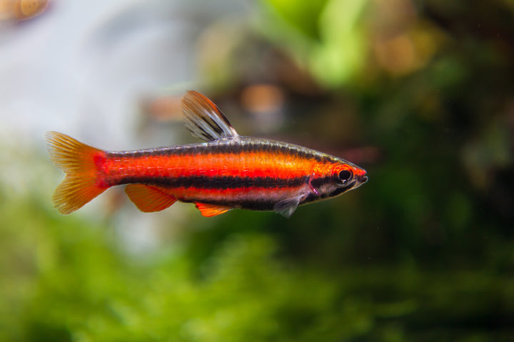 Coral Red Pencilfish