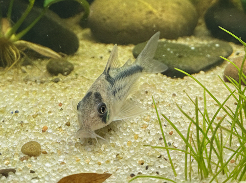 Corydoras loxozonus