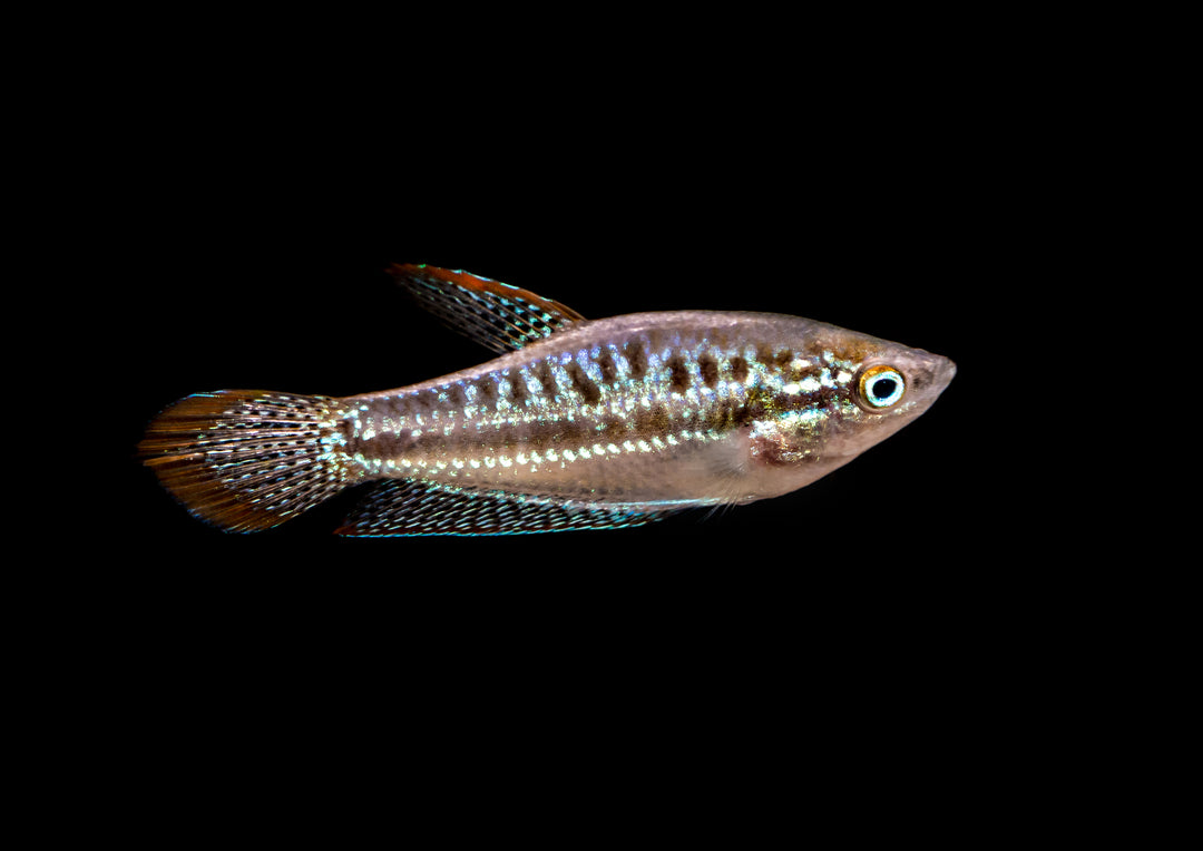 Croaking Gourami