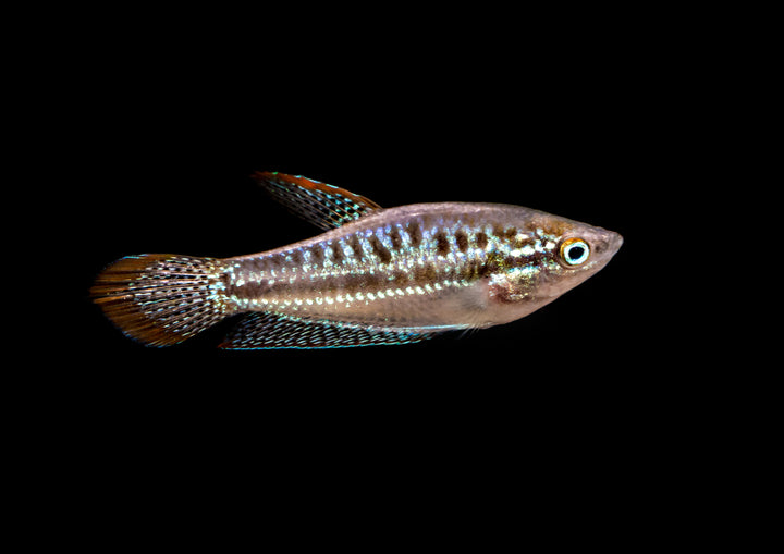 Croaking Gourami