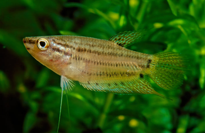 Croaking Gourami