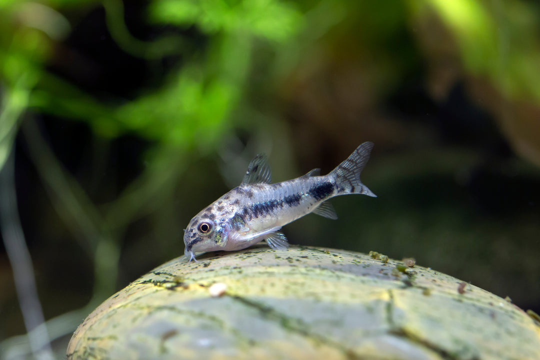 Dainty Corydoras