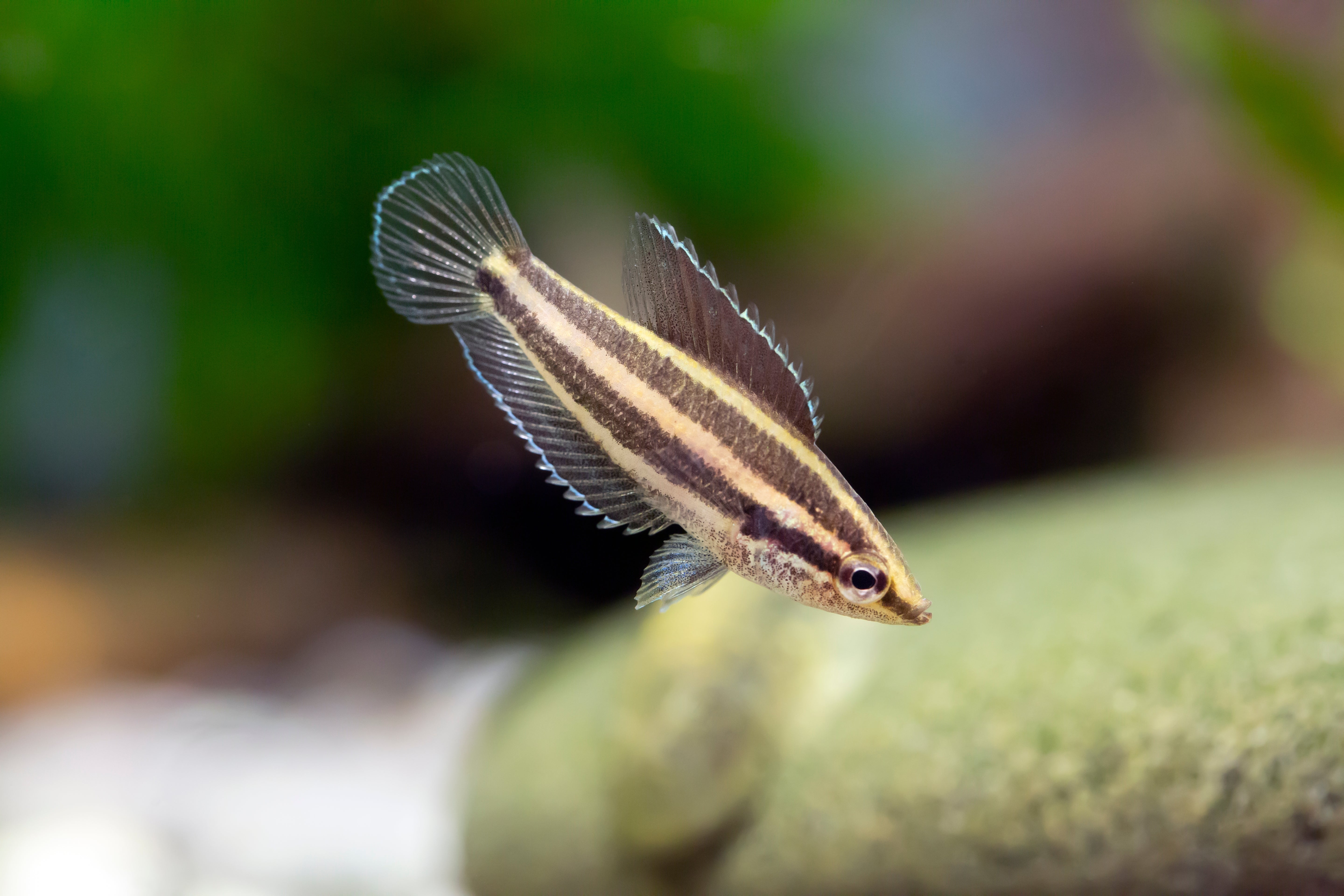 Deissner's Licorice Gourami at Cuboid Aquatics LLC