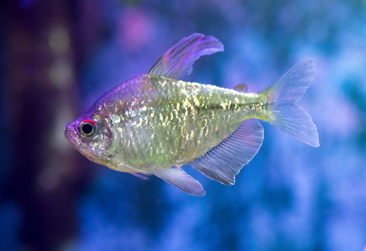 Diamond Tetra
