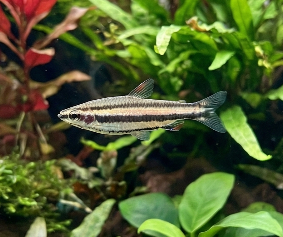 Dwarf Pencilfish