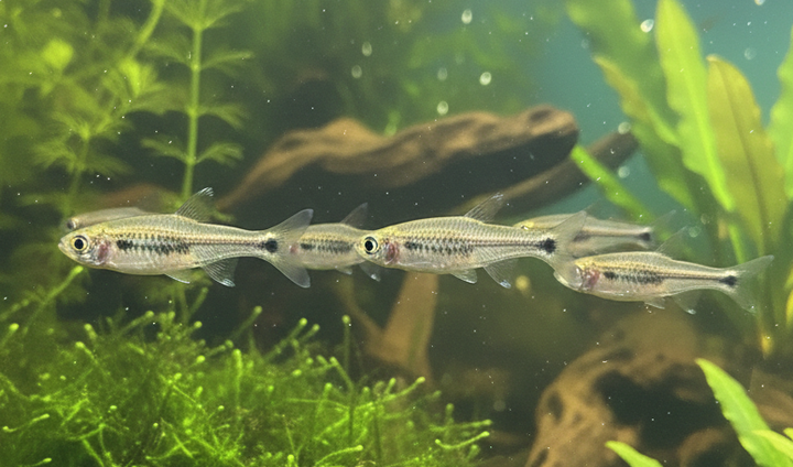 Dwarf Scissortail Rasbora