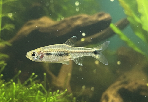 Dwarf Scissortail Rasbora