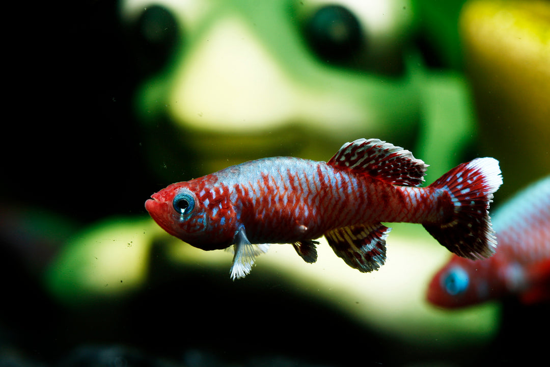 Eggers Killifish