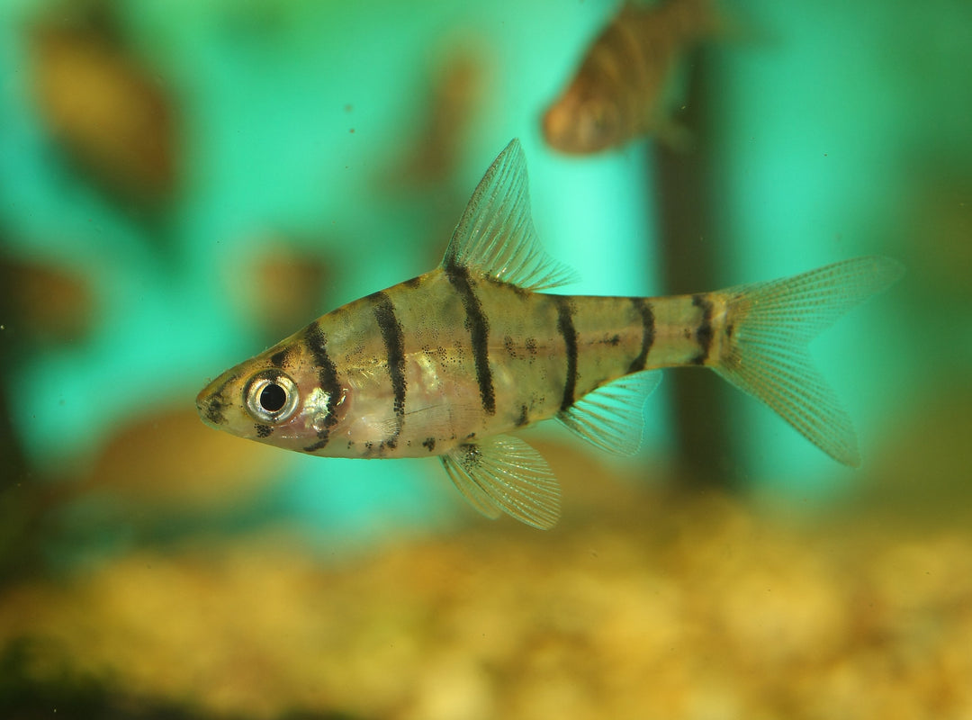 Eight Banded False Barb