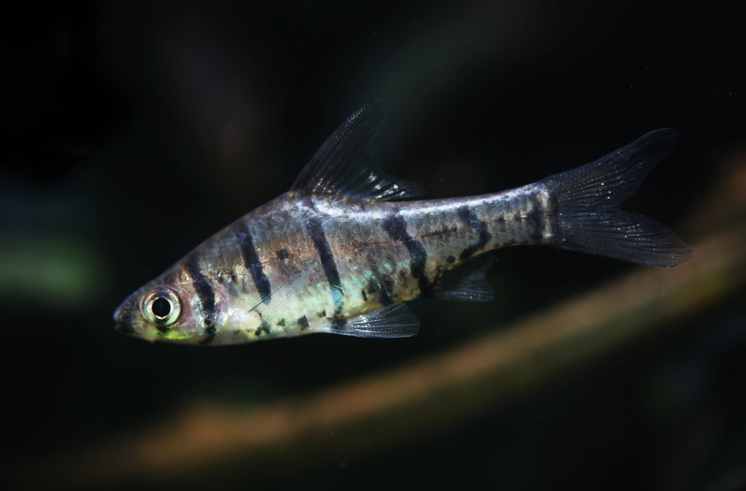 Eight Banded False Barb