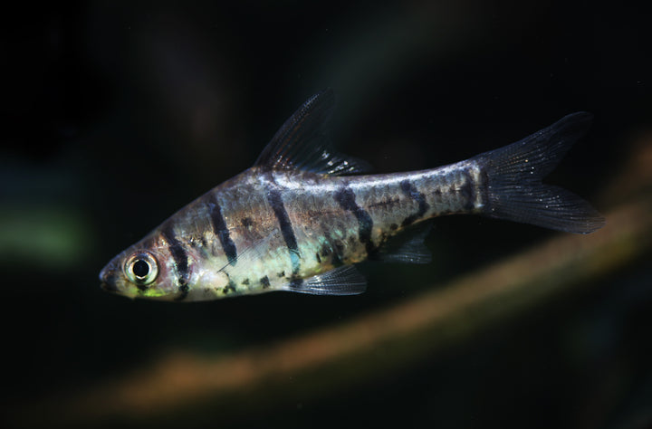 Eight Banded False Barb
