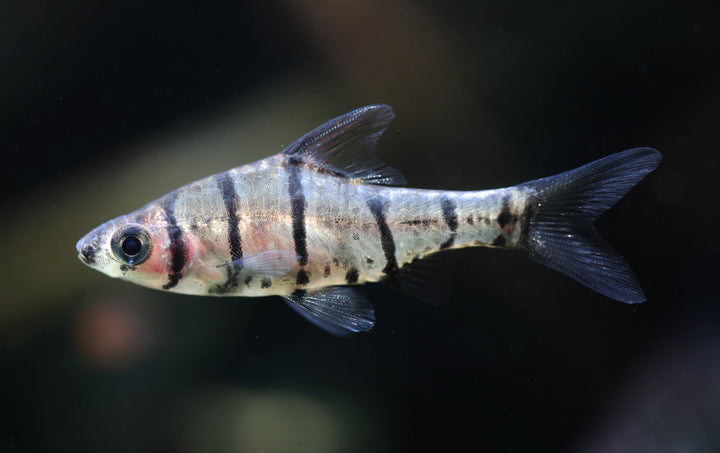 Eight Banded False Barb