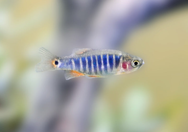 Emerald Dwarf Danio