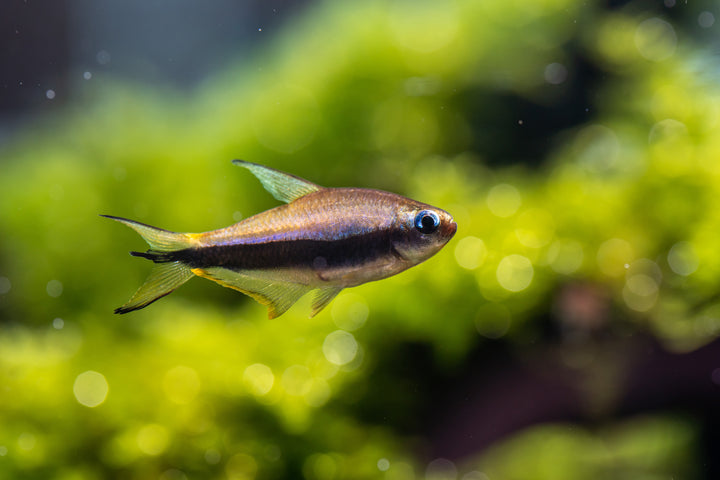 Emperor Tetra