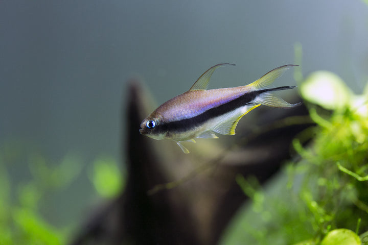 Emperor Tetra