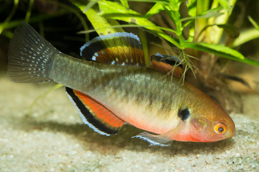 Empire Gudgeon