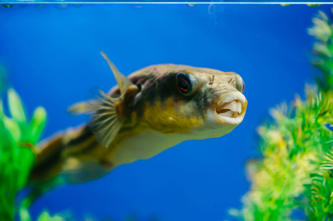 Fahaka Puffer