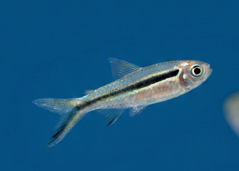 False Penguin Tetra