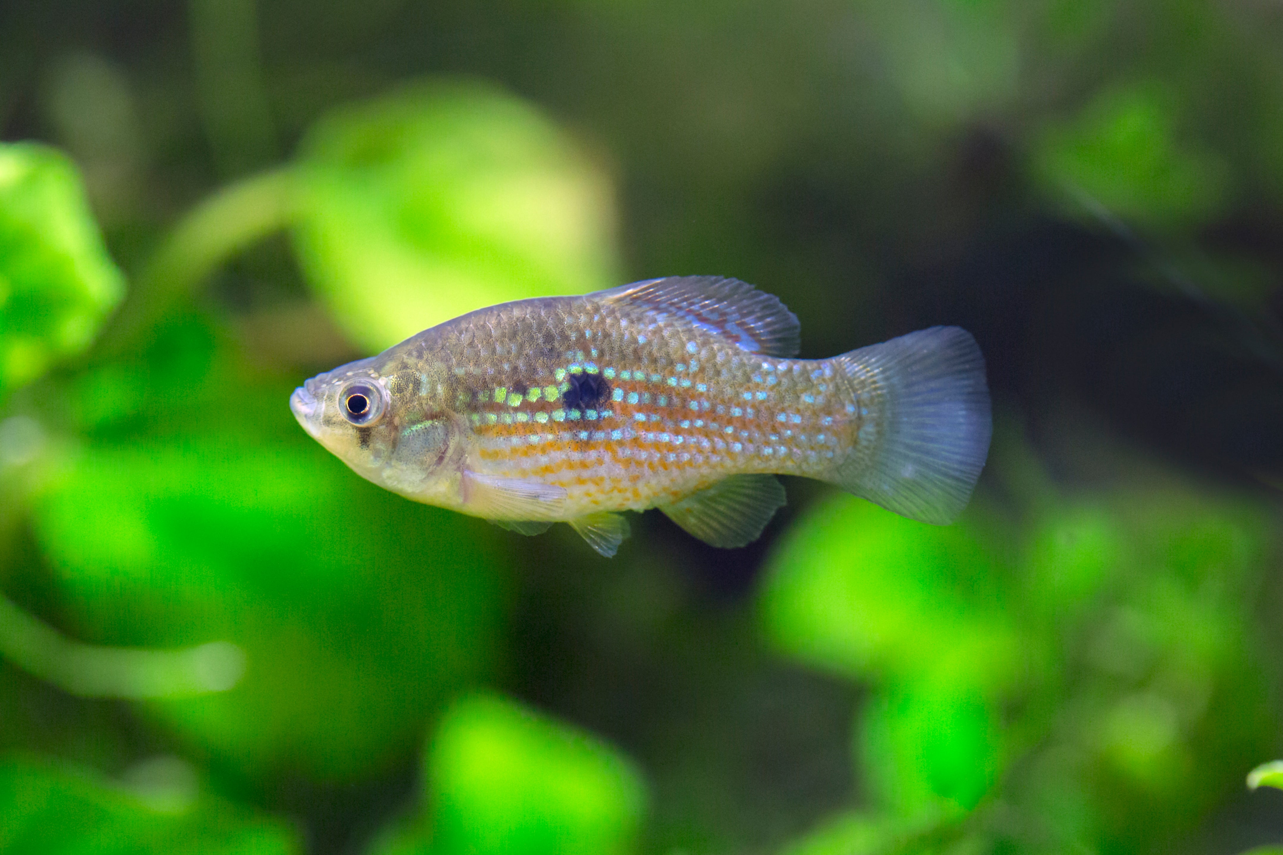 Florida Flag Fish - Brighten Your Aquarium | Cuboid Aquatics LLC