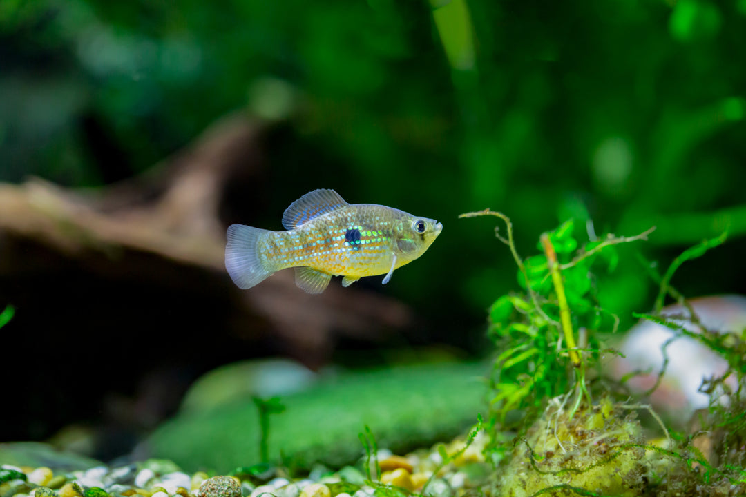 Florida Flag Fish