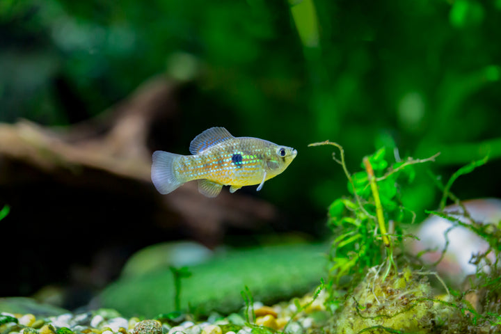 Florida Flag Fish