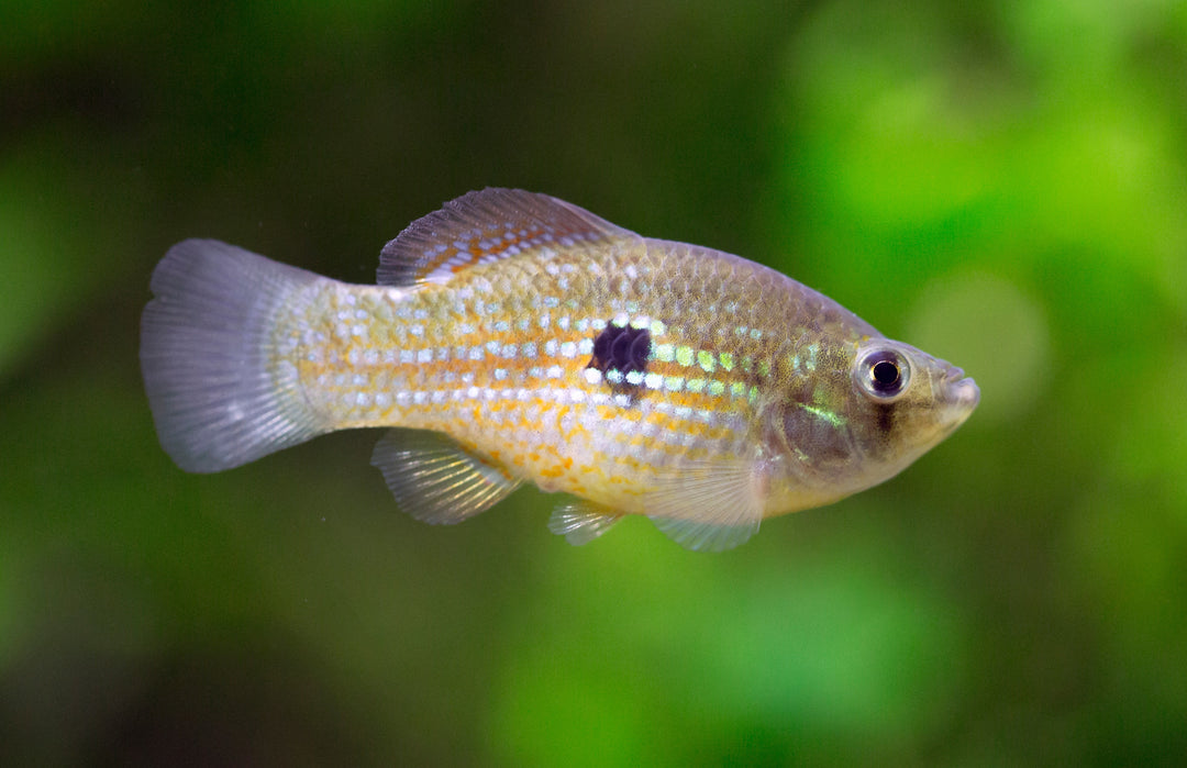 Florida Flag Fish