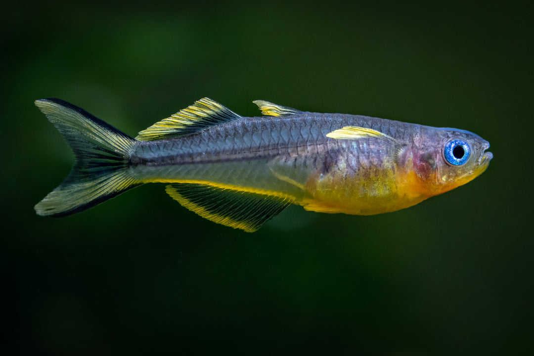Forktail Blue Eye Rainbow