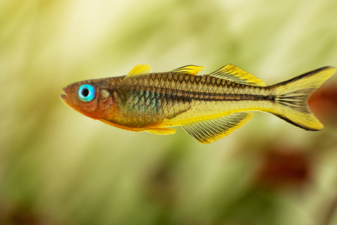 Forktail Blue Eye Rainbow