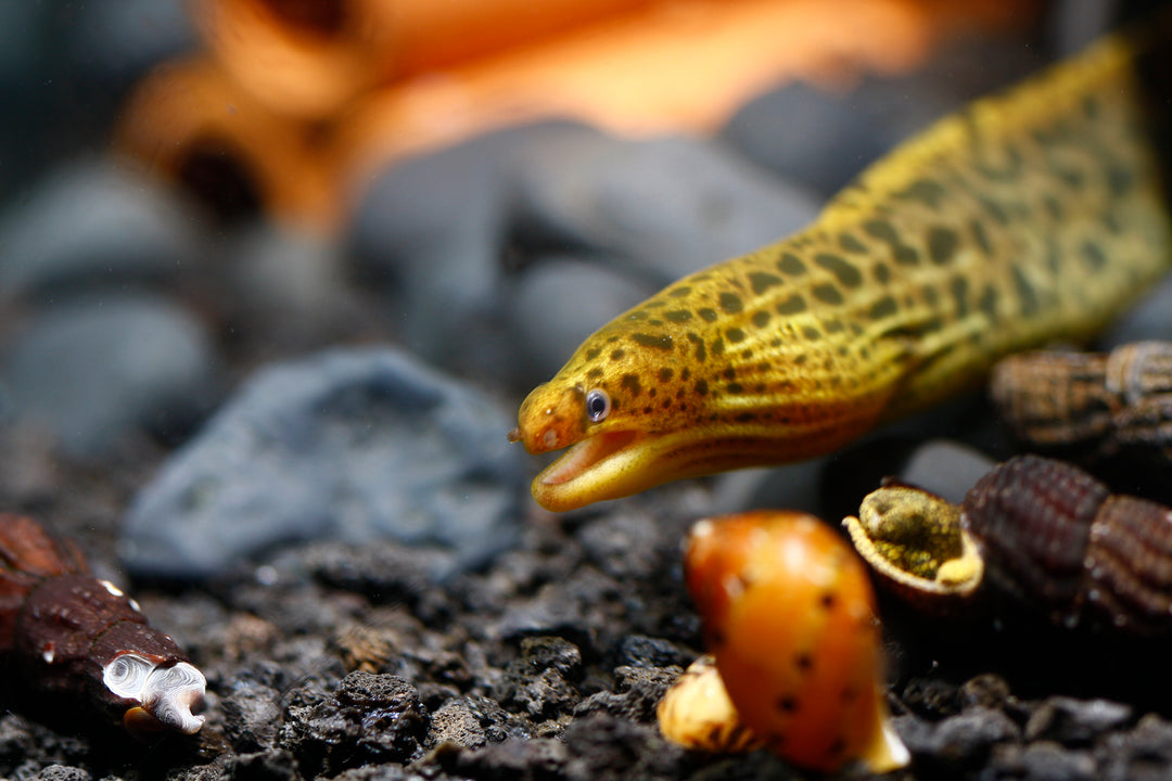 Freshwater Moray Eel