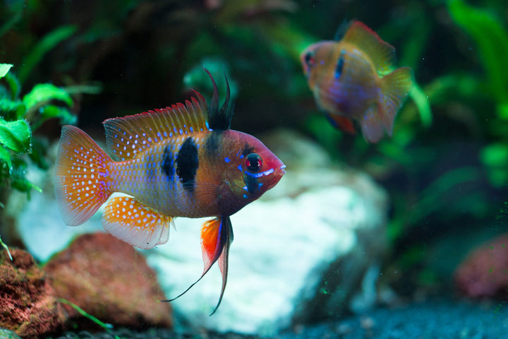 German Blue Ram