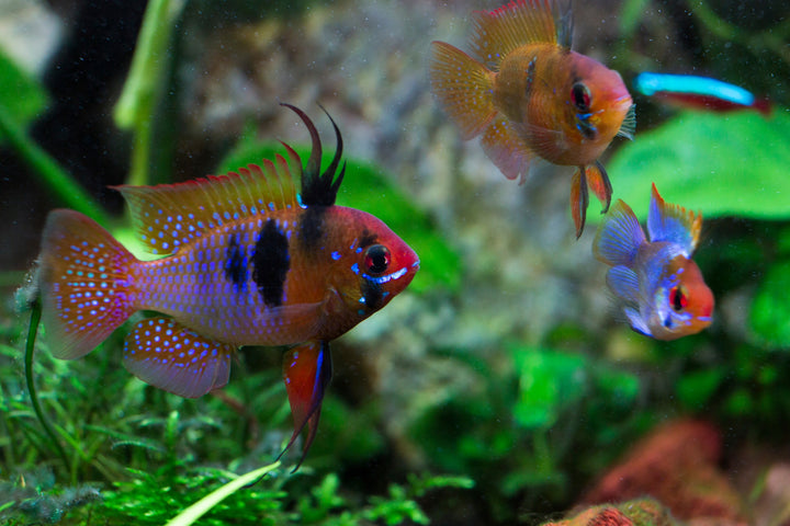 German Blue Ram