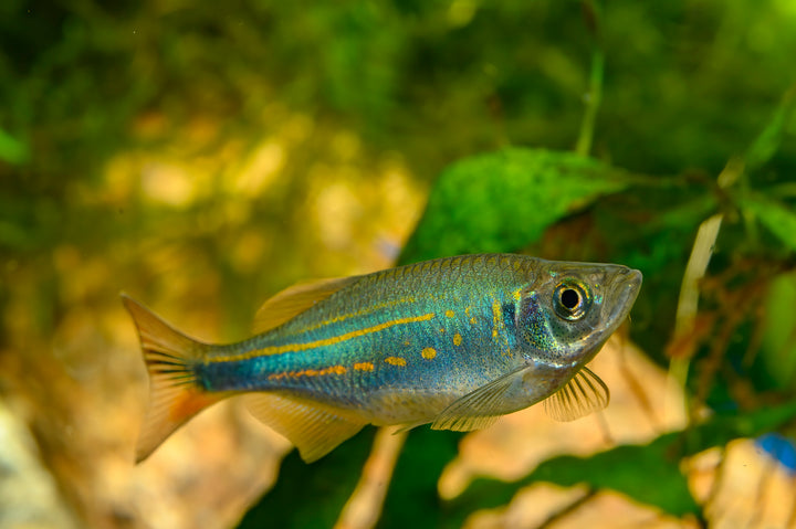 Giant Danio