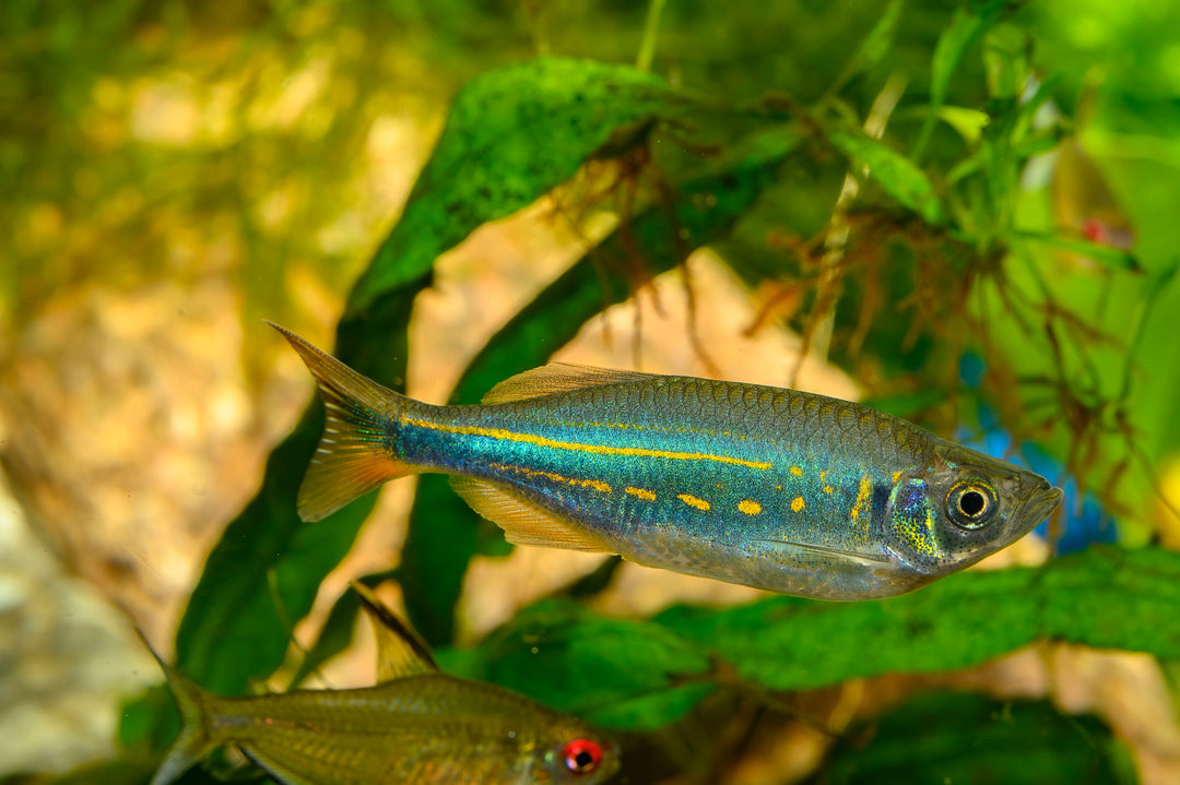 Giant Danio